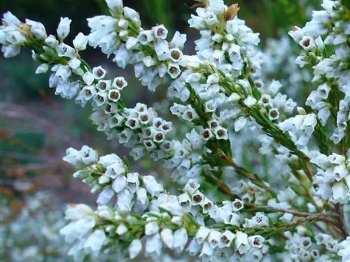 Эрика Плант