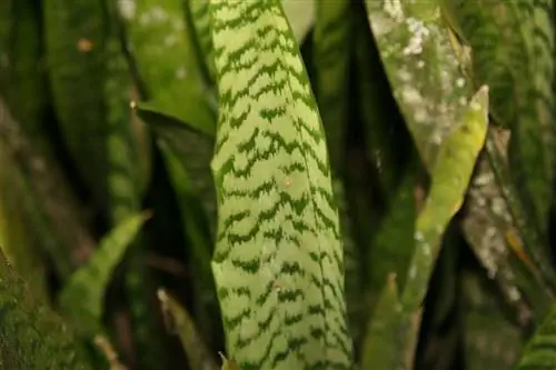 крупный план листьев Sansevieria zeylanica
