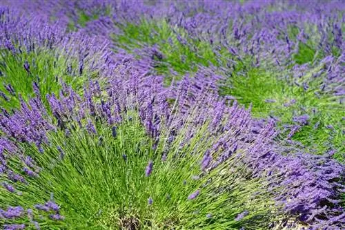 Lavandula angustifolia может быть в горшке