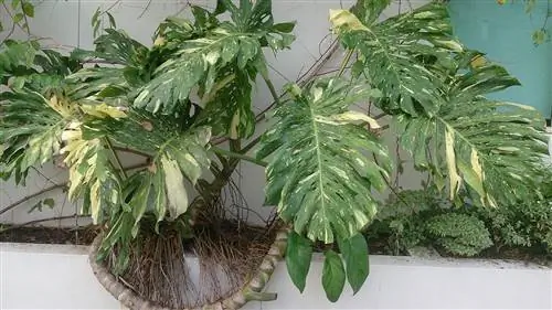 Монстера пестрая - чувствительное к холоду растение.