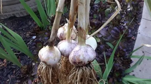 совет, когда собирать чеснок