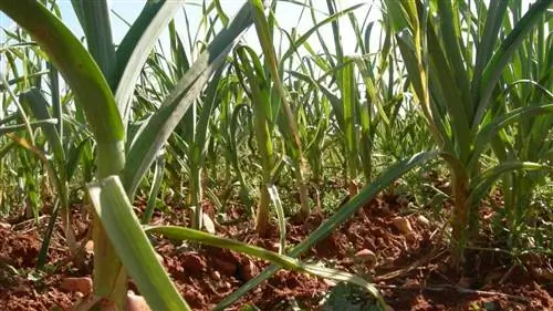 интерпретировать листья чеснока