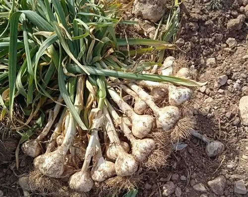 Когда чеснок собран