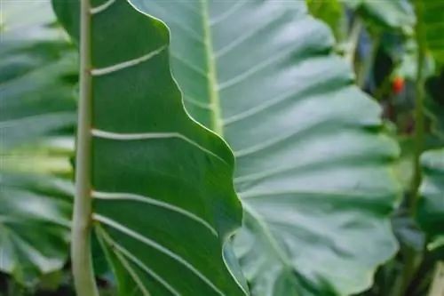 Филодендрон необходимо поливать несколько раз в неделю