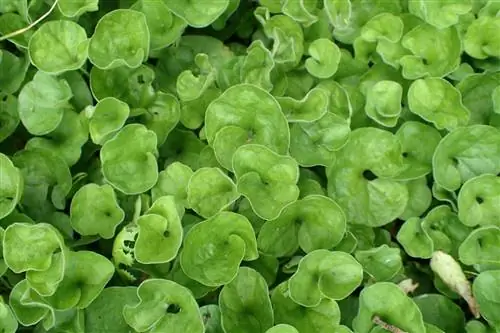 Дихондра ползучая уход