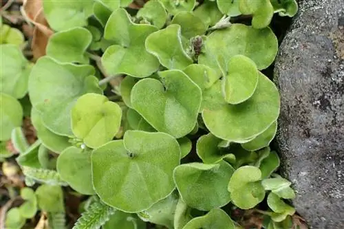 растение дихондра ползучая