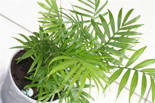 Где поставить пальму?