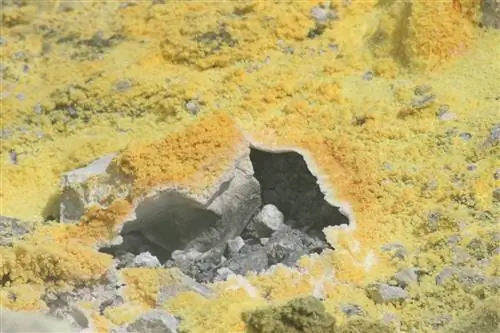 Сера может быть интересна растениям