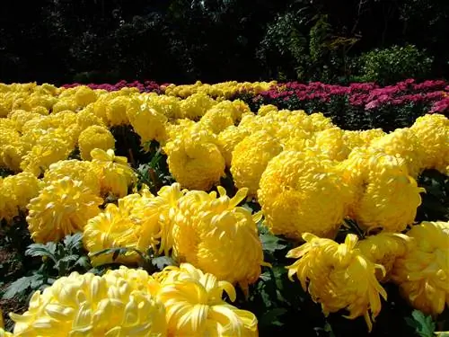Хризантема может быть желтой