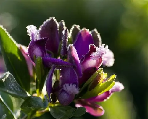 полигала-миртифолия