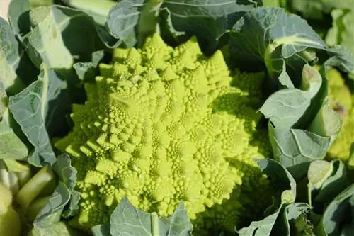 Brassica oleracea