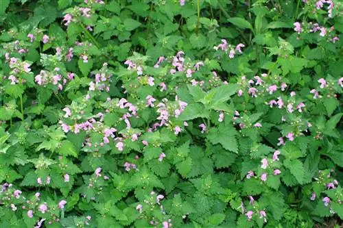 Есть много растений, которые вызывают сыпь