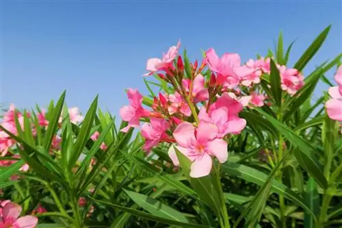 Олеандры могут вызывать сыпь