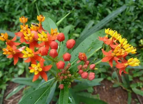 Молочаи - вьющиеся растения