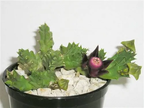 в duvalia есть латекс