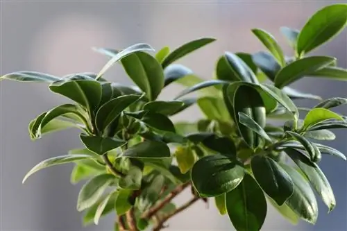 Фикус может быть в горшке