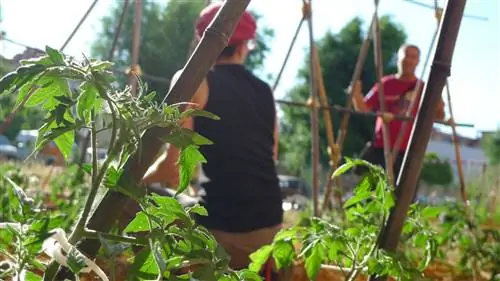 Как узнать, на каком расстоянии друг от друга сажать помидоры