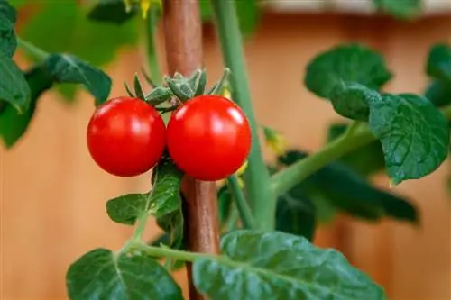 Каких мер следует избегать при выращивании томатов