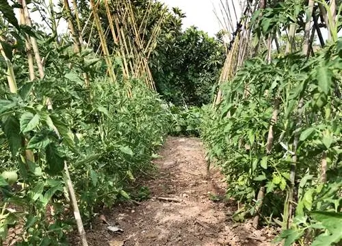 На открытом воздухе как узнать, на каком расстоянии друг от друга посажены помидоры