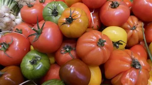 советы для получения хорошего урожая томатов