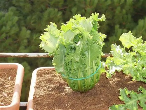 повод завязать салат