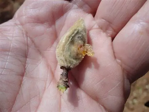 как использовать уксус от гумоза на деревьях