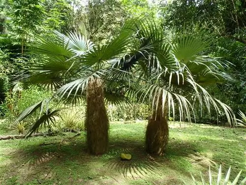 Полив пальм должен быть умеренным.