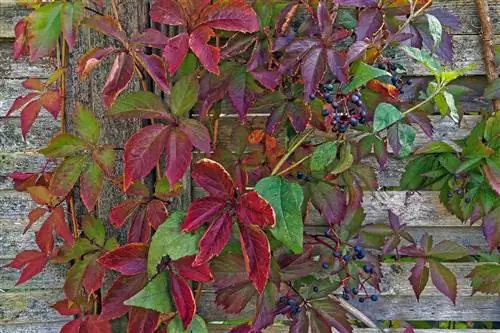 ветки и листья девственной лозы