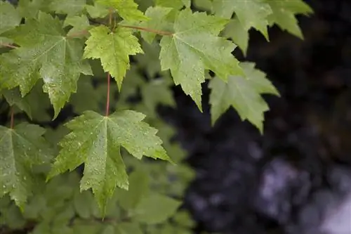 Клены часто являются кислыми растениями.