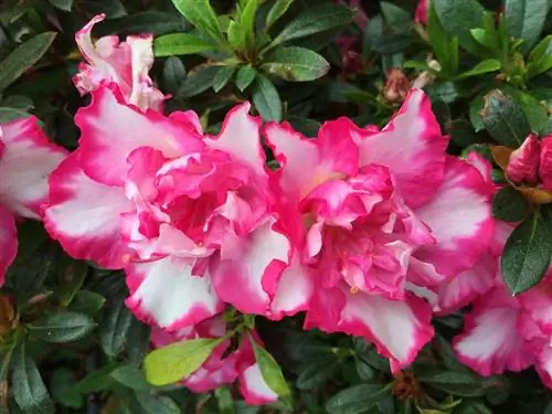 Азалии - вечнозеленые кустарники.