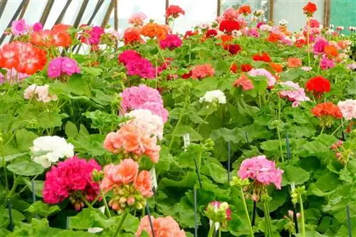 Признаки, чтобы знать, когда герань нуждается в удобрении