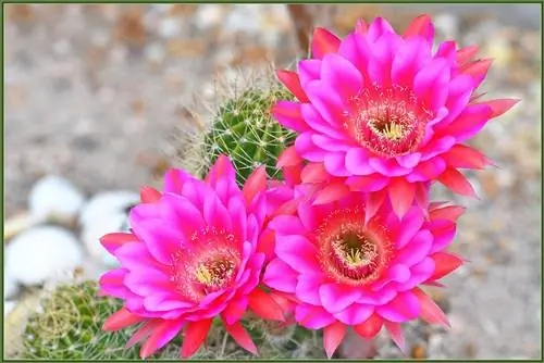 Кактусы очень красивые растения.