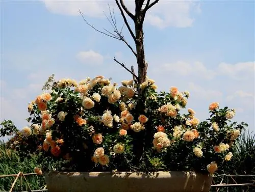 мини-кустовая роза, растущая в открытом грунте