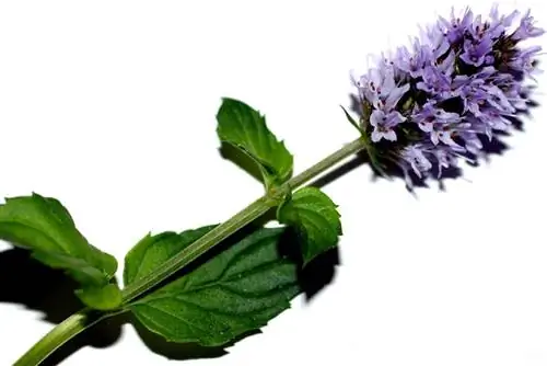 Ментол и пиперитенол являются основными активными ингредиентами листьев мяты перечной.