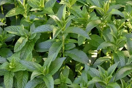 Мята перечная (Mentha x piperita)