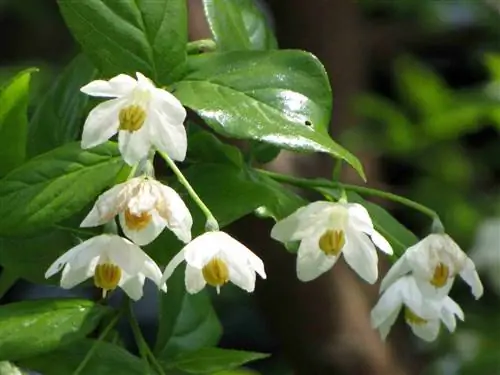 У китайского дерева могут быть красивые цветы