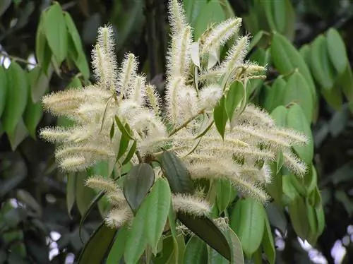 Есть много видов китайских деревьев