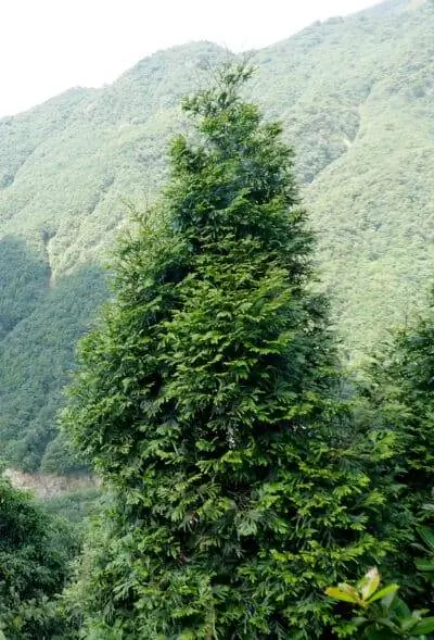 В Китае много хвойных деревьев.