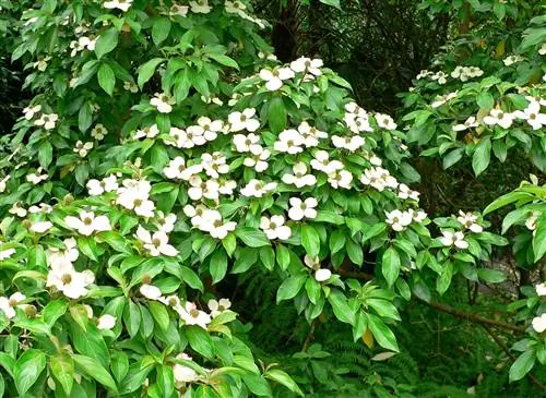 Cornus capitata - листопадное китайское дерево.
