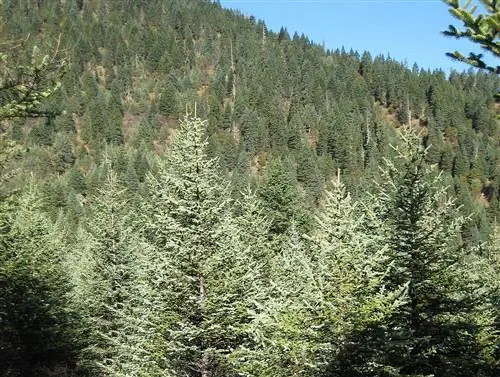 Picea asperata - вечнозеленое хвойное растение.