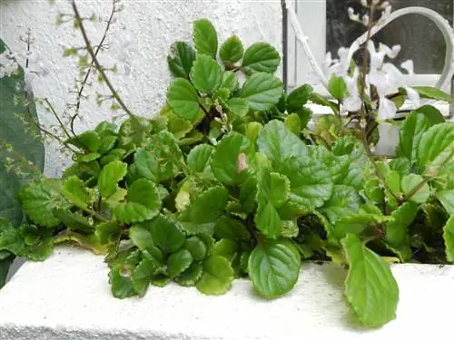 Вид на Plectranthus verticillatus
