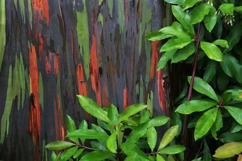 Радужный эвкалипт очень нежный