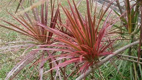 Драцена маргината - многолетний кустарник.