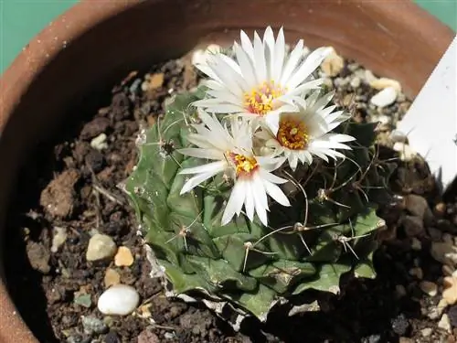 Obregonia denegrii - кактус с белыми цветами.