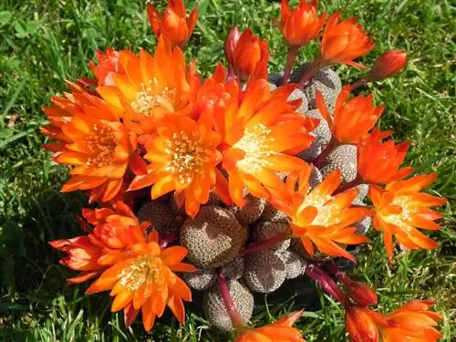 Rebutia heliosa - суккулент с цветком апельсина.