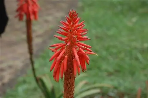 Цветок алоэ древовидного красный.