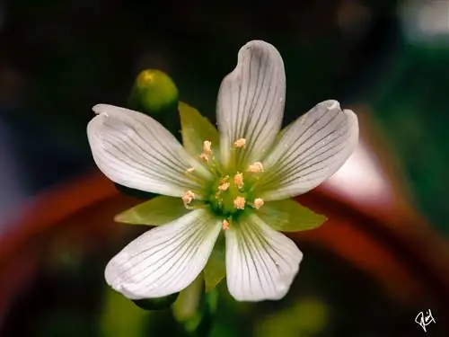Цветок венериной мухоловки белый.