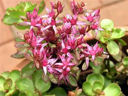 Sedum spurium - суккулент с розовыми цветками.