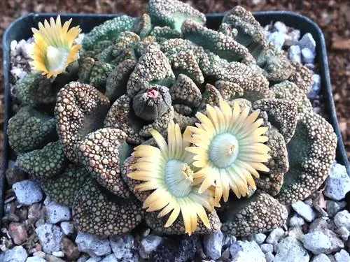 Titanopsis calcarea - суккулентное растение с желтым цветком.