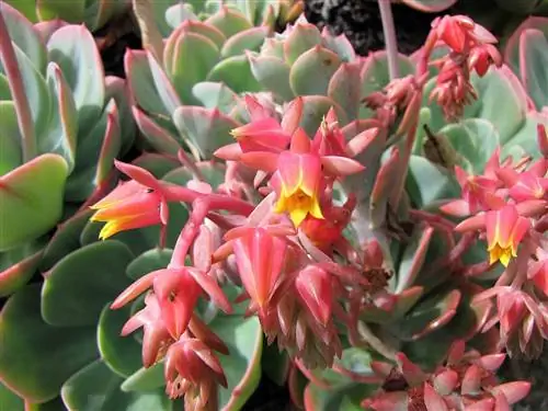 Echeveria x imbricata дает мясистые цветы.